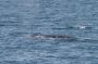 Baja05 - 550 * Mother and calf surfaced some distance away from shore having left the crazy humans behind